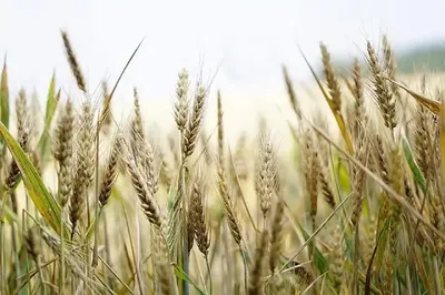Сельское хозяйство в Германии: 5 секретов успеха - Alfagro