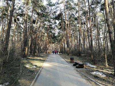 Фото: Серебряный Бор, лесопарк, Москва, памятник природы Серебряный бор —  Яндекс Карты