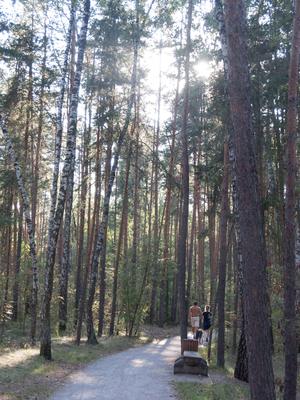 🌳Серебряный бор: история и фото.