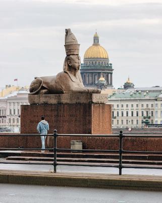 Сфинксы на Университетской набережной - Питерский двор