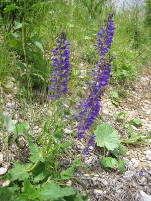 Шалфей испанский, купить в Ростове, Salvia hispanica, питомник растений,  медонос, ЭКЗОТИЧЕСКИЕ РАСТЕНИЯ, ЦВЕТЫ ОРАНЖЕРЕЙНЫЕ Купить растения в  Ростове-на-Дону, Интернет-магазин, питомник растений, хвойные и лиственные,  уличные, плодовые и декоративные ...