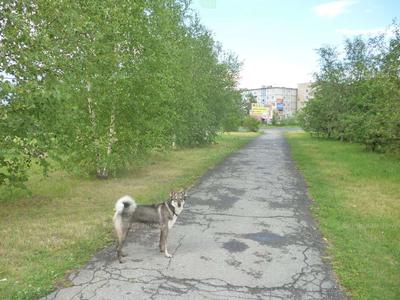 Новостройки (ЖК) в городском округе Шарыпово (Красноярский край) от  Застройщиков - предложения (ЖК), купить квартиру в новостройке (новом доме)  недорого: цены, планировки, фото – Домклик