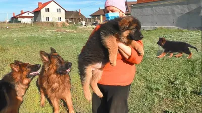 Long-haired German Shepherd puppies for sale! 2.5 months. Odessa - YouTube