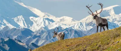Alaska Travel Guide