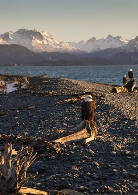 1 Best Time To See Whales In Alaska + The Best Juneau Tours