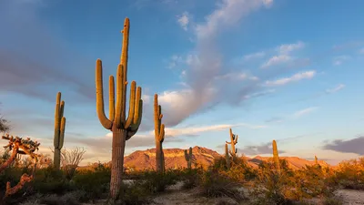 Southwest Desert Travel Tips: Scottsdale, Arizona Guide | Vogue