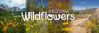 Welcome | Arizona Department of Water Resources