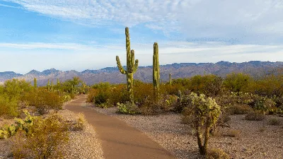 Arizona: A Landscape Like No Other - Visit USA Parks
