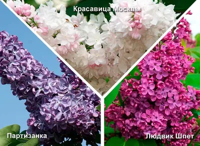 Сирень обыкновенная 'Красавица Москвы' – купить в питомнике Chelsea Garden