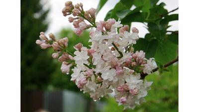 Сирень обыкновенная Красавица Москвы (Syringa vulgaris Krasavitsa  Moskvy/Beauty of Moscow) - «Сирень Красавица Москвы - официальный цветочный  символ города! Уникальный сорт с изменчивым цветом, считается самой  красивой сиренью в мире. » | отзывы