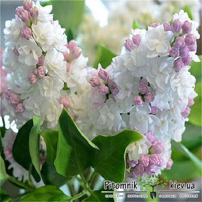 File:Syringa 'Krasavitsa Moskvy' 14.jpg - Wikimedia Commons