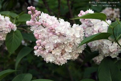 Купить Сирень обыкновенная \"Красавица Москвы\" (Syringa vulgaris 'Beauty of  Moscow') от 1 999 руб. в интернет-магазине Архиленд с доставкой почтой по  Москве и в регионы