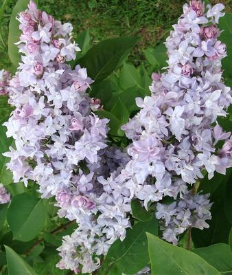 Саженец обыкновеной сирени 'Небо Москвы'/Syringa vulgaris 'Nebo Moscvy'  С7,5 — цена в Ижевске, купить в интернет-магазине, характеристики и отзывы,  фото