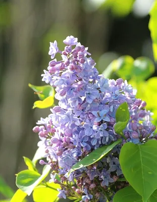 Сирень Небо Москвы (Syringa Небо Москвы) купить саженцы в Москве по низкой  цене из питомника, доставка почтой по всей России | Интернет-магазин  Подворье