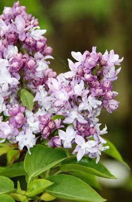 Сирень обыкновенная \"Небо Москвы\" (Syringa vulgaris Nebo Moskvy) -  Лиственные растения весна 2024 года - купить лиственные растения спирея,  кизильник, барбарис, лапчатка.