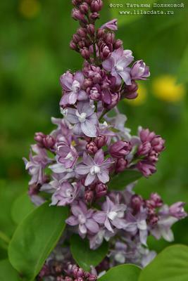 Саженец сирени обыкновенной 'Небо Москвы'/Syringa vulgaris 'Nebo Moscvy' С3  — цена в Оренбурге, купить в интернет-магазине, характеристики и отзывы,  фото