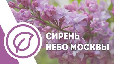 Сирень Небо Москвы махровая — купить в интернет-магазине по низкой цене на  Яндекс Маркете