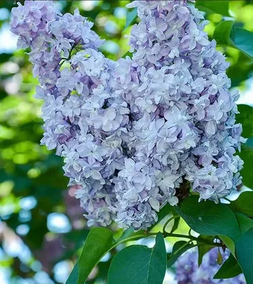 Сирень обыкновенная \"Небо Москвы\" (Syringa vulgaris \"Nebo Moskvy\") -  Питомник и Садовый центр Русские Деревья