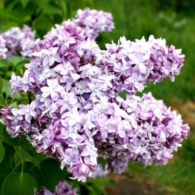 Сирень обыкновенная `Небо Москвы`, Syringa vulgaris `Niebo Moskvy` |  СадПарад