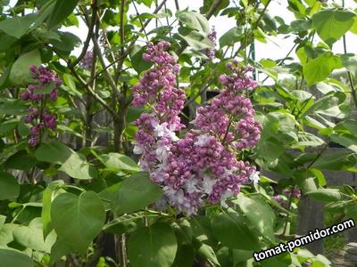 Сирень обыкновенная \"Небо Москвы\" (Syringa vulgaris \"Nebo Moskvy\") -  Питомник и Садовый центр Русские Деревья