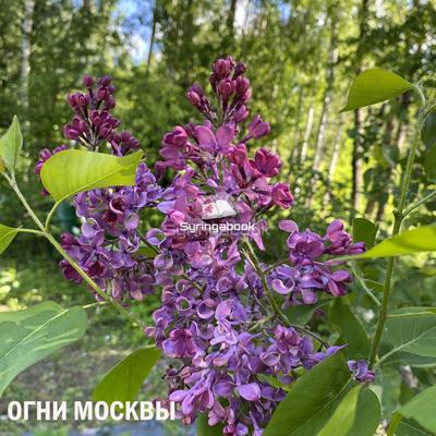 Московские» сорта сирени Леонида Колесникова.