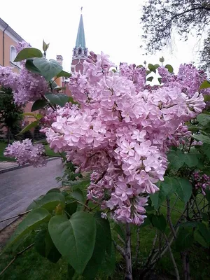 Сирень 'Огни Донбасса', Syringa, Lilac 'Ogni Donbassa' (Ru… | Flickr