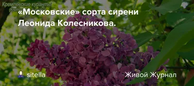 Саженцы сирени Огни Донбасса купить в Москве, растения по цене от 490 руб.  в питомнике и интернет магазине