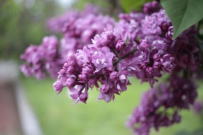 Сирень \"Огни Донбасса\" / Syringa vulgaris \"Ogni Donbassa\" - Купить саженцы  сирени в питомнике – выгодные цены в интернет-магазине в Москве