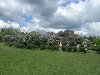 Сиреневый сад в парке «Сокольники» преобразится в 2019 году | Новости mos.  news