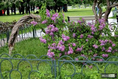 Сиреневый Сад в Москве - Galince Travel