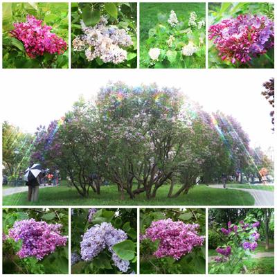 Сиреневый сад на щелковском (76 фото) - 76 фото