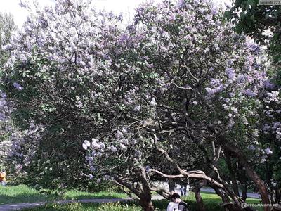 Сиреневый сад | Пикабу