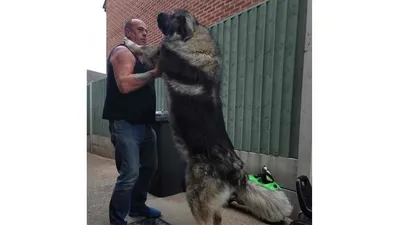 Семья завела щенка — он вырос и стал гигантом (фото) - Питомцы Mail.ru