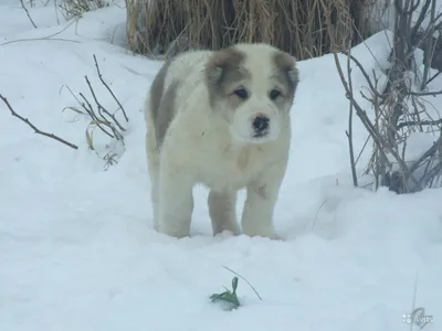 Найден щенок кавказской овчарки в Кудиново, Московская область | Pet911.ru