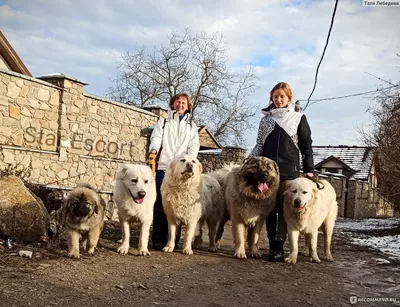 Щенки овчарки - Narva - Животные, Собаки купить и продать – okidoki