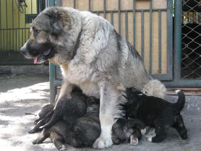 Кавказская овчарка: фото собаки, цена, описание породы, характер, видео