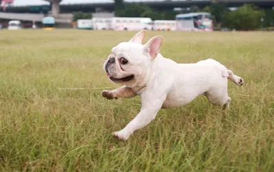 Собака сломалась»: смешные прыжки бульдога покорили интернет