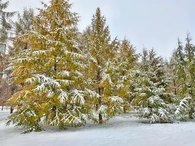Предстоящие выходные в Екатеринбурге будут снежными и холодными - ВЕДОМОСТИ  Урал - Новости Екатеринбурга и Свердловской области сегодня