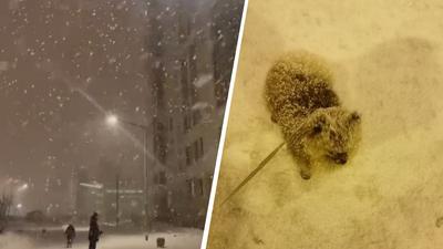 Всё везде колом стоит». Что творилось на дорогах в снегопад — Ревда-инфо.ру