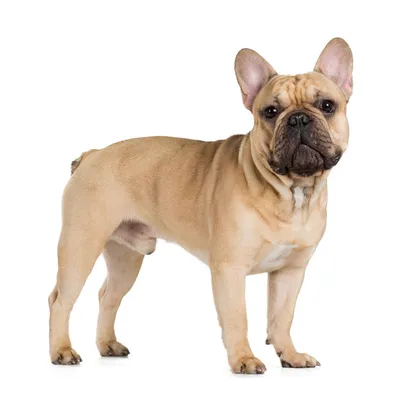 Собака французский бульдог - Породы собак обзор на Gomeovet