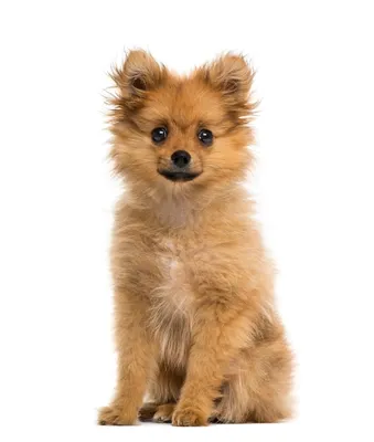Померанский шпиц: описание породы, как выглядит взрослая собака и щенок