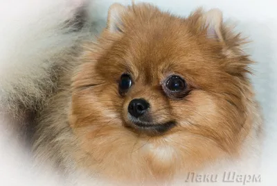 РКФ: Немецкий шпиц стал самой популярной породой собак у россиян с начала  года - Агентство городских новостей «Москва» - информационное агентство