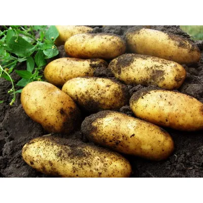 Картофель, среднепоздние сорта — 115—120 дней Гранада