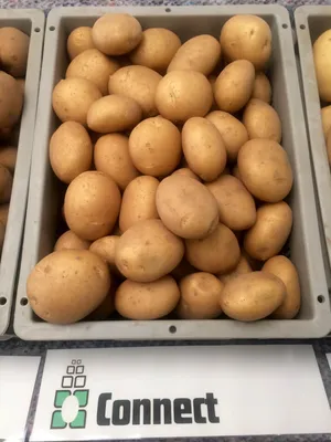 Картошка Гранада белая купить онлайн | заказать в магазине VARUS