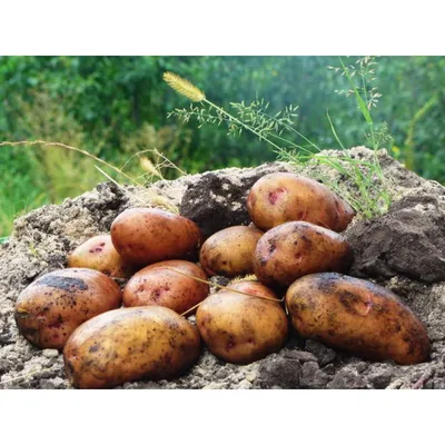 Семенной картофель Гала, Германия купить - Компания ФОРСАГРО
