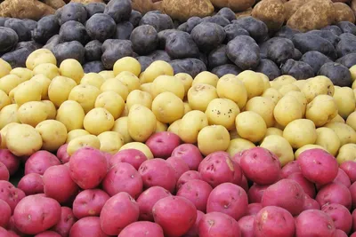 Продам Картошку сорт Гранада, купити картошку сорт Гранада — Agro-Ukraine