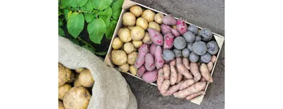 Семена желтого картофеля купить в Киеве: цена, отзывы, большой выбор |  ROZETKA