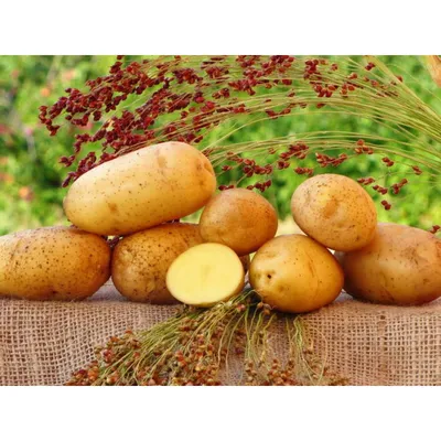 Продам картопля сорт Гранада, купити картопля сорт Гранада — Agro-Ukraine