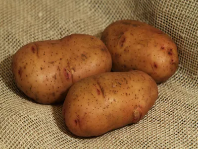 Картофель посадочный, среднеспелый сорт Гвязда в сетке 5 кг. Купить  недорого. Посадка картофеля. Урожайный картофель