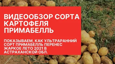 Продам картофель семенной сорт, Гранада - Черниговская обл — Agro-Ukraine